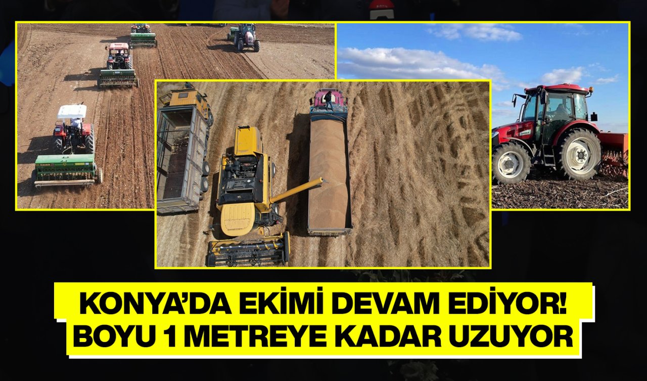 Konya’da ekimi hız kazandı! Hasat zamanı dönümden 3 ton veriyor