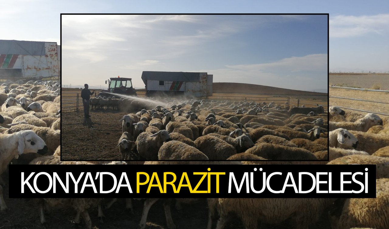 Konya’da parazit mücadelesi! Her ayrıntı detaylı bir şekilde ilaçlanıyor