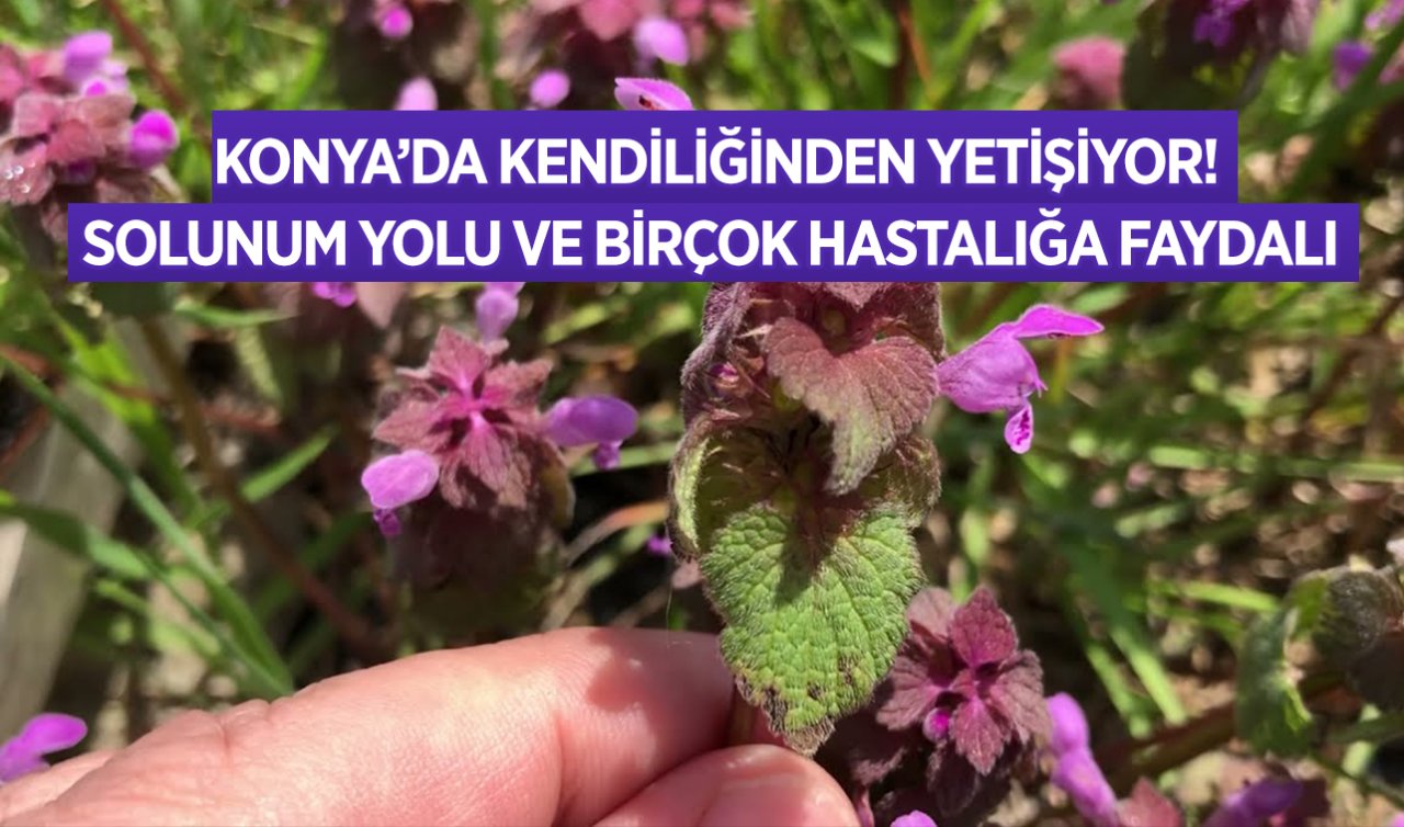 Konya’da dağlarda kendiliğinden yetişiyor! Karaman ve Mersin’de de tespit edildi