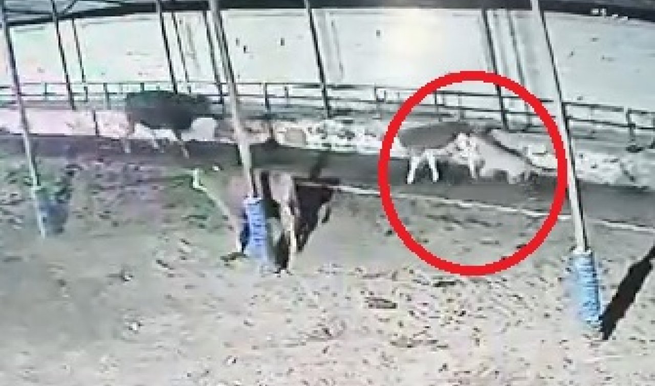 Çiftliğe giren kurt sürüsü büyükbaş hayvanlara saldırdı! 