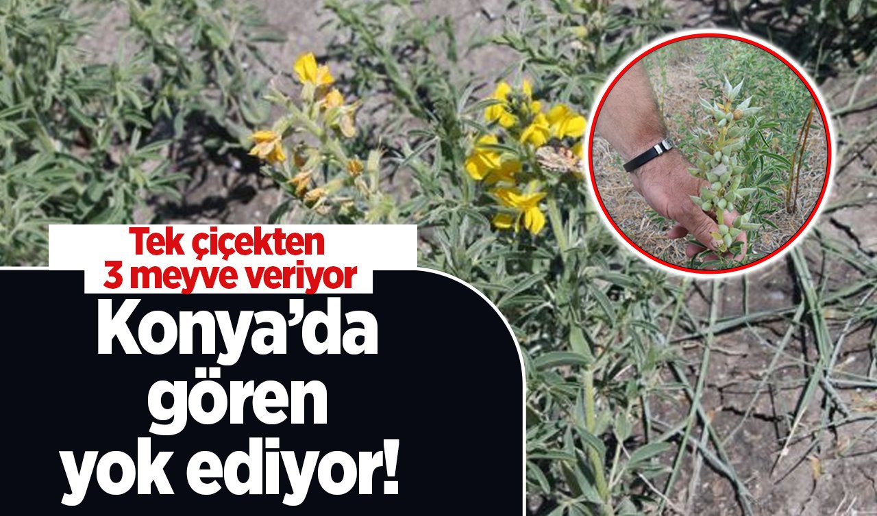 Konya’da gören yok ediyor!  Tek çiçekten 3 meyve veriyor: Eşi benzeri yok! 