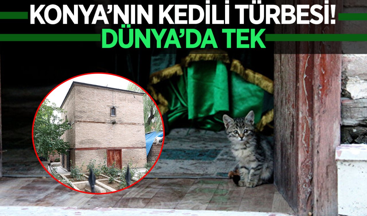 Konya’nın kedili türbesi! Dünya’da eşi benzeri yok