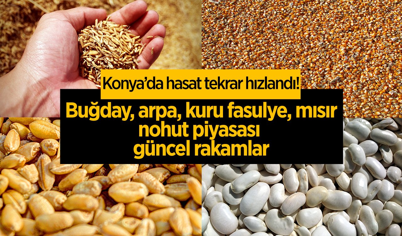 Konya’da hasat tekrar hızlandı! Buğday, arpa, kuru fasulye, mısır, nohut piyasası güncel rakamlar