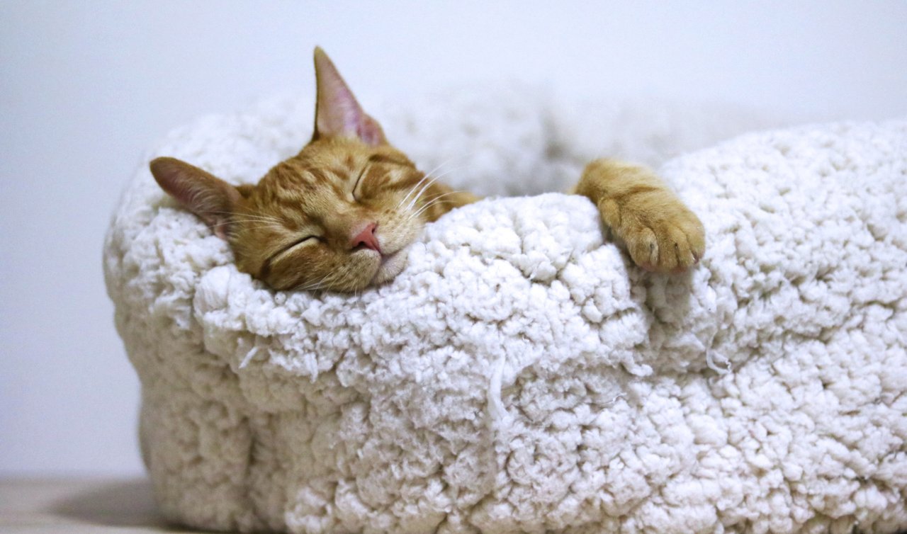 Rüyada kedi görmek ne anlama geliyor? Rüyada siyah, beyaz kedi görmek