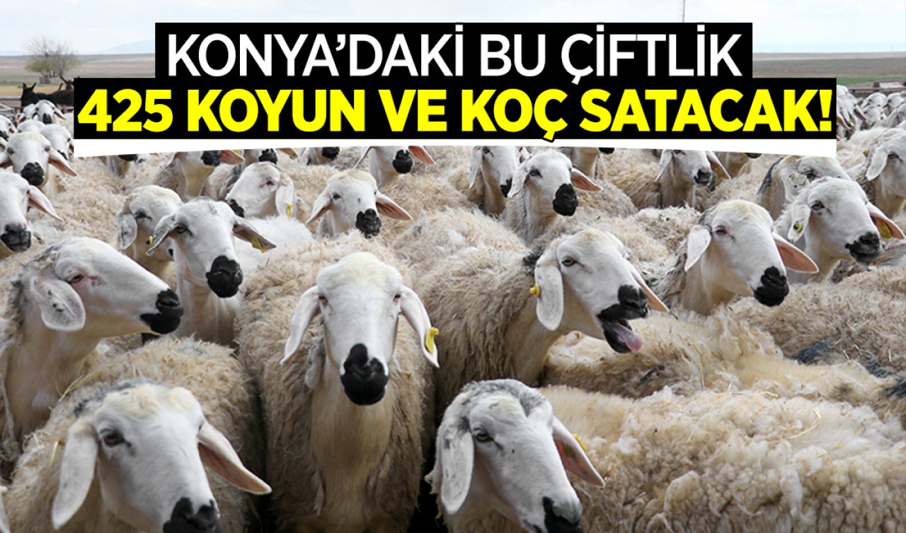 Konya’daki bu çiftlik 425 koyun ve koç satacak! Açık artırma tarihi belli oldu