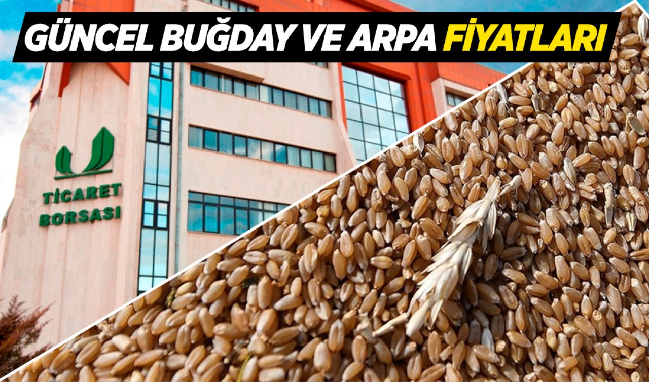 Konya Ticaret Borsası güncel buğday fiyatları! Bugün buğday fiyatları kaç lira?