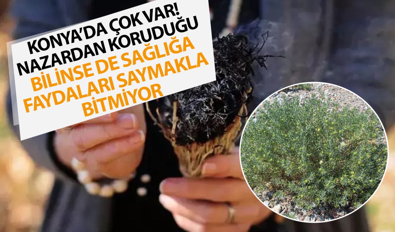 Konya’da kendiliğinden yetişiyor! Eski inanışa göre nazardan koruyor
