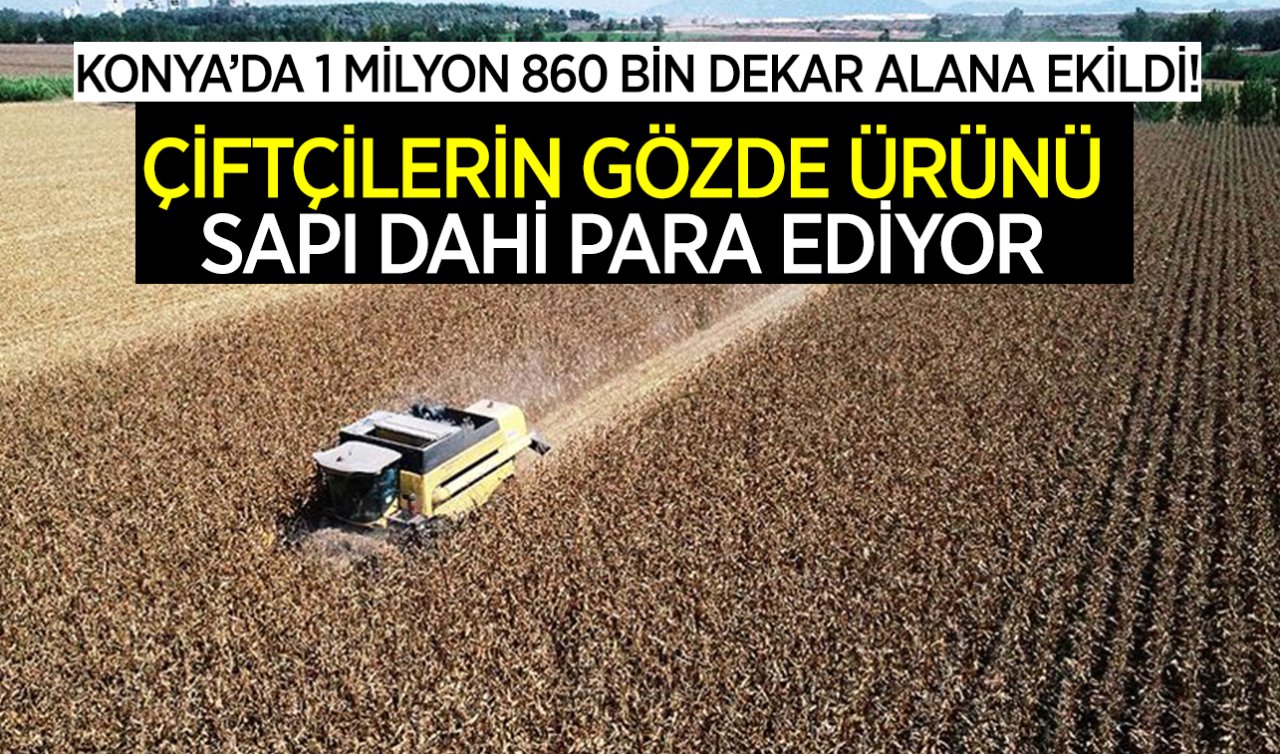 Konya’da ekim alanı arttı! Dönümden tonlarca ürün veriyor ve sapı dahi para kazandırıyor