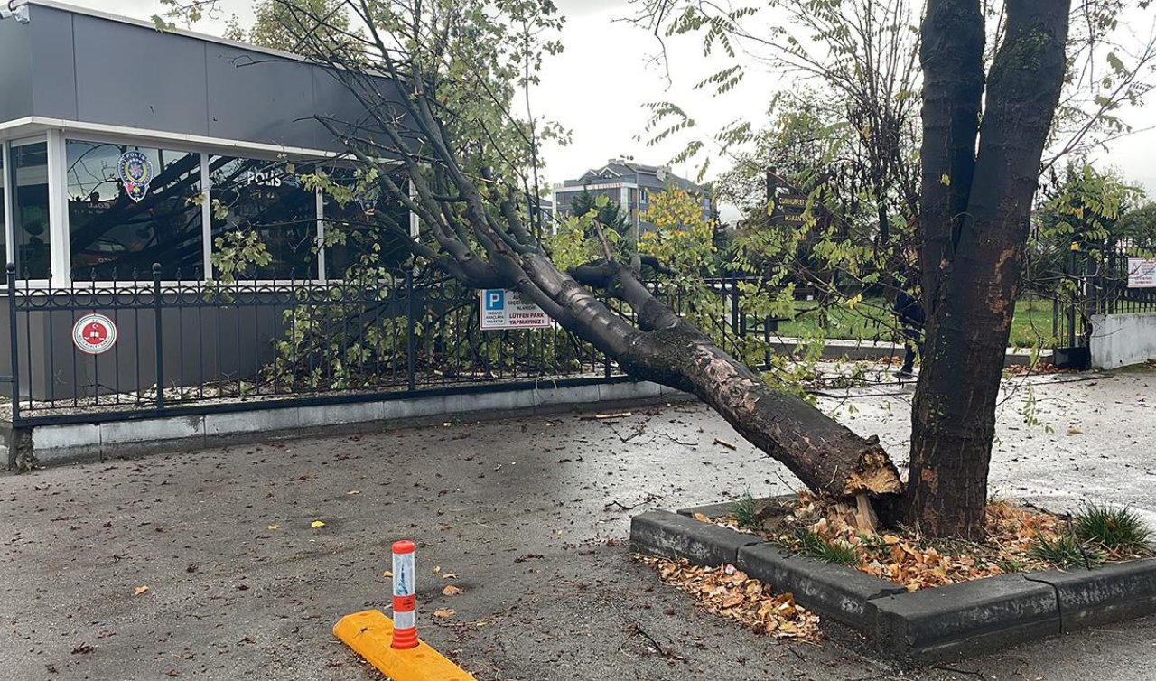 Kuvvetli rüzgarda devrilen ağaç polis noktasının üzerine düştü