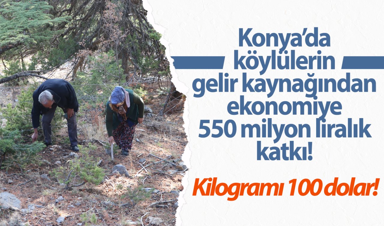 Konya’da köylülerin gelir kaynağından ekonomiye 550 milyon liralık katkı! Kilogramı 100 dolar! 