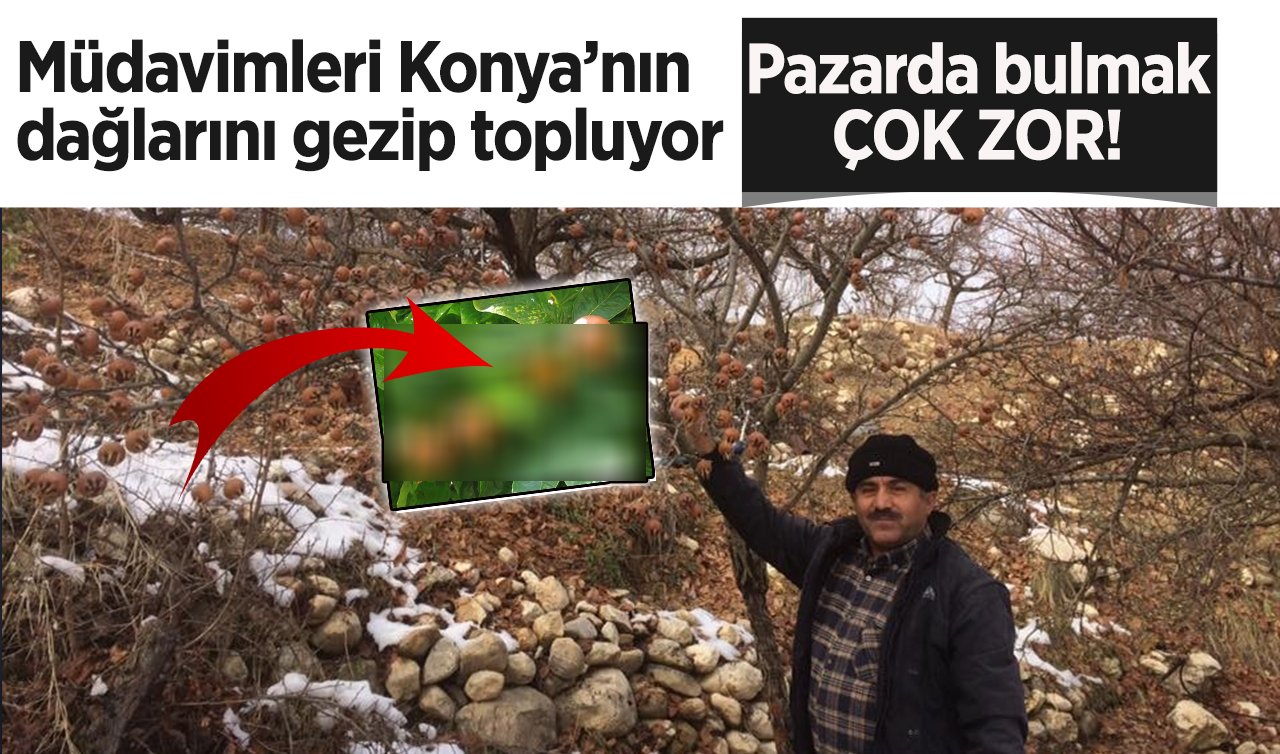  Adı da tadı da pek sevilmiyor! Müdavimleri Konya’nın dağlarını gezip tek tek topluyor