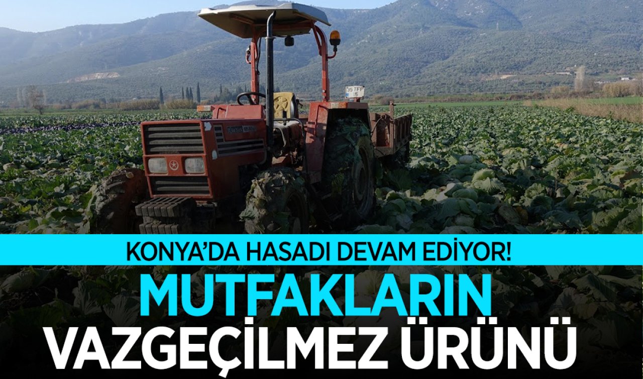 Konya’da bu ürünü eken az! Turşusu ve salatası severek tüketiliyor