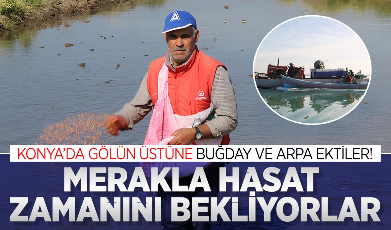 Konya’nın bu ilçesinde gölün üstüne ekin ektiler! 