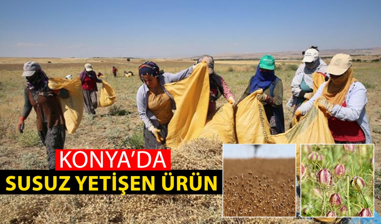 Konya’da çiftçilerin gözde ürünü olacak! Bir damla suya bile ihtiyaç duymuyor