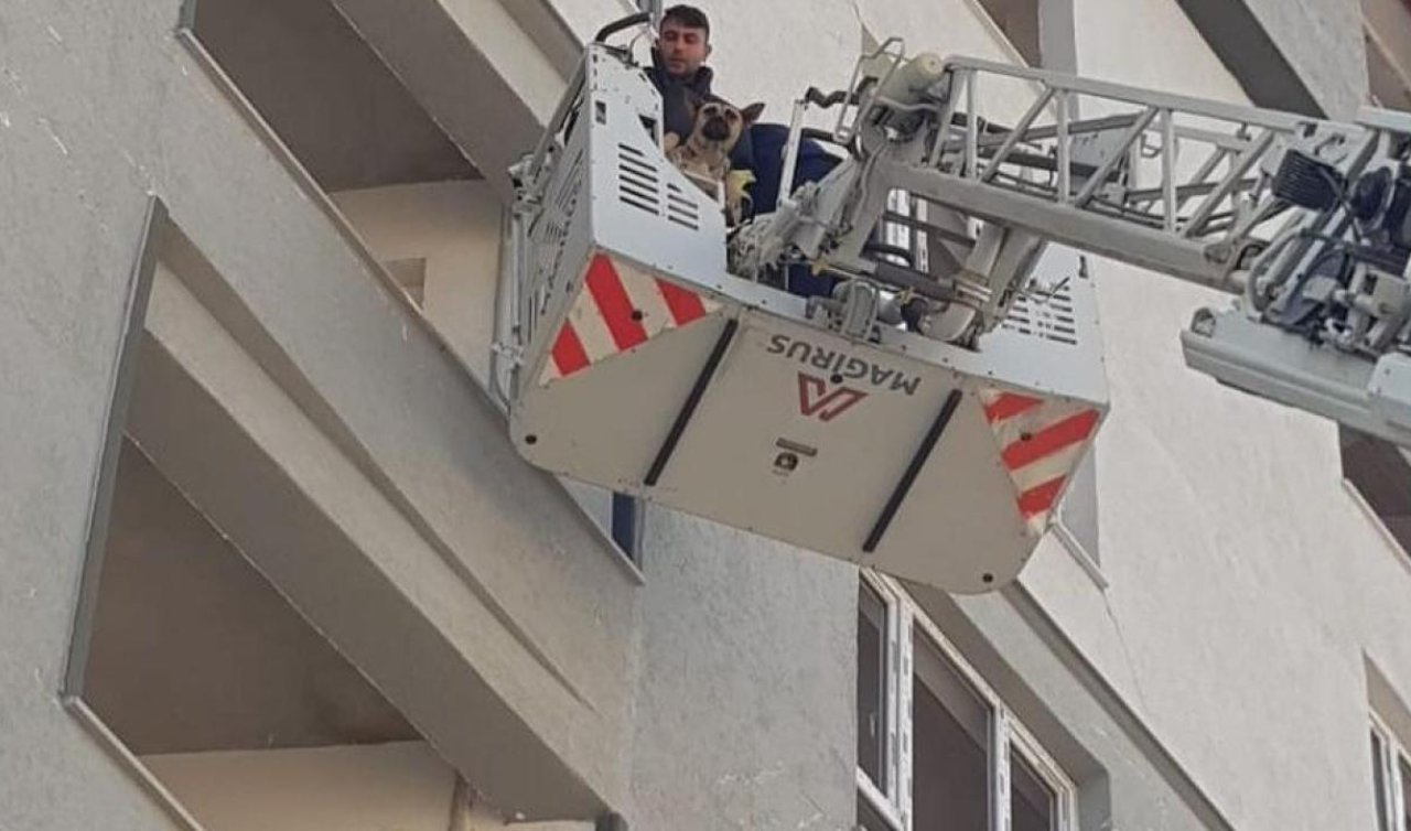 Ağır hasarlı binada mahsur kalan köpeği itfaiyeciler kurtardı