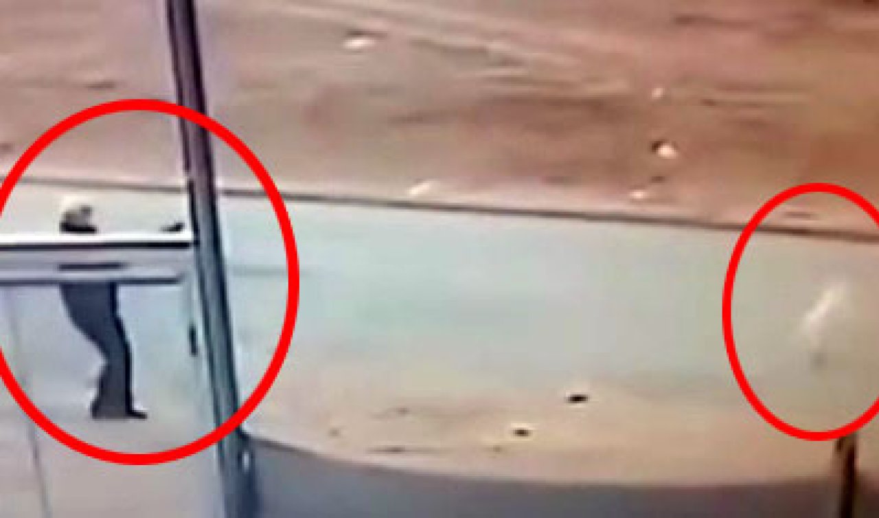 Sokak köpeğini tüfekle öldüren şüpheli gözaltına alındı! 