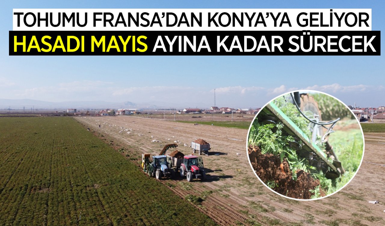 Konya’da hasadı devam ediyor! Tohumu Fransa’dan geliyor