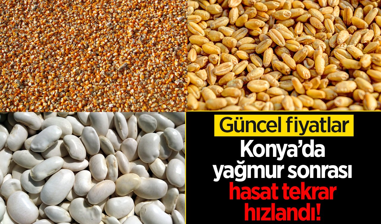 Konya’da yağmur sonrası hasat hızlandı! Mısır, buğday, arpa, kuru fasulye, yulaf piyasası güncel rakamlar