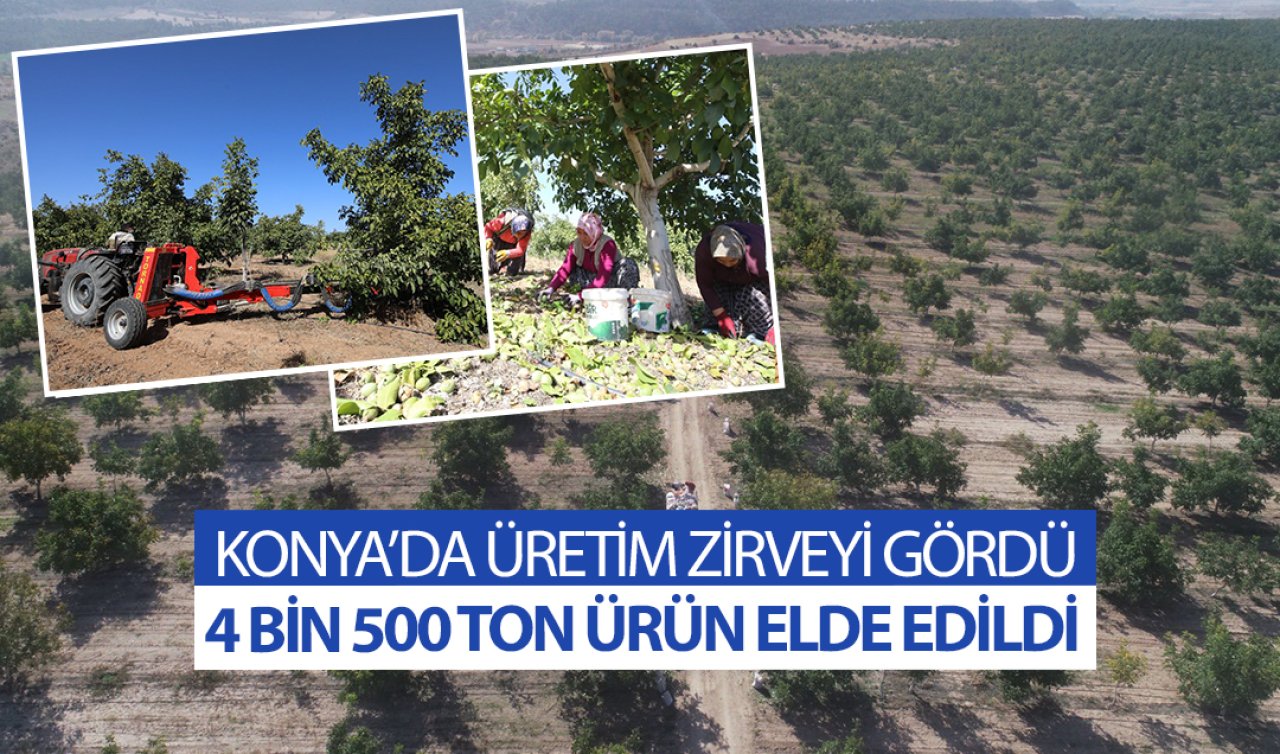 Konya zirveyi gördü! 3 ilçe üretimi sırtladı: 4 bin 500 ton 