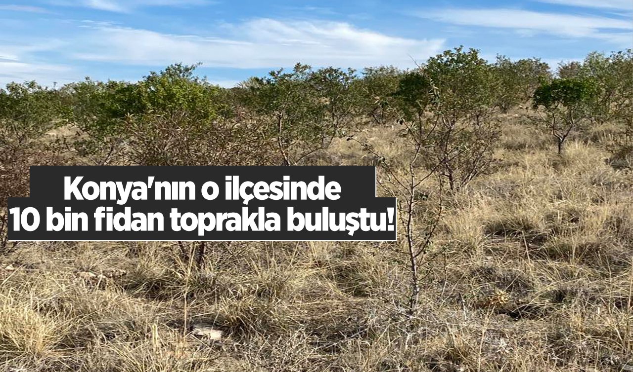 Konya’nın o ilçesinde 10 bin fidan toprakla buluştu! 