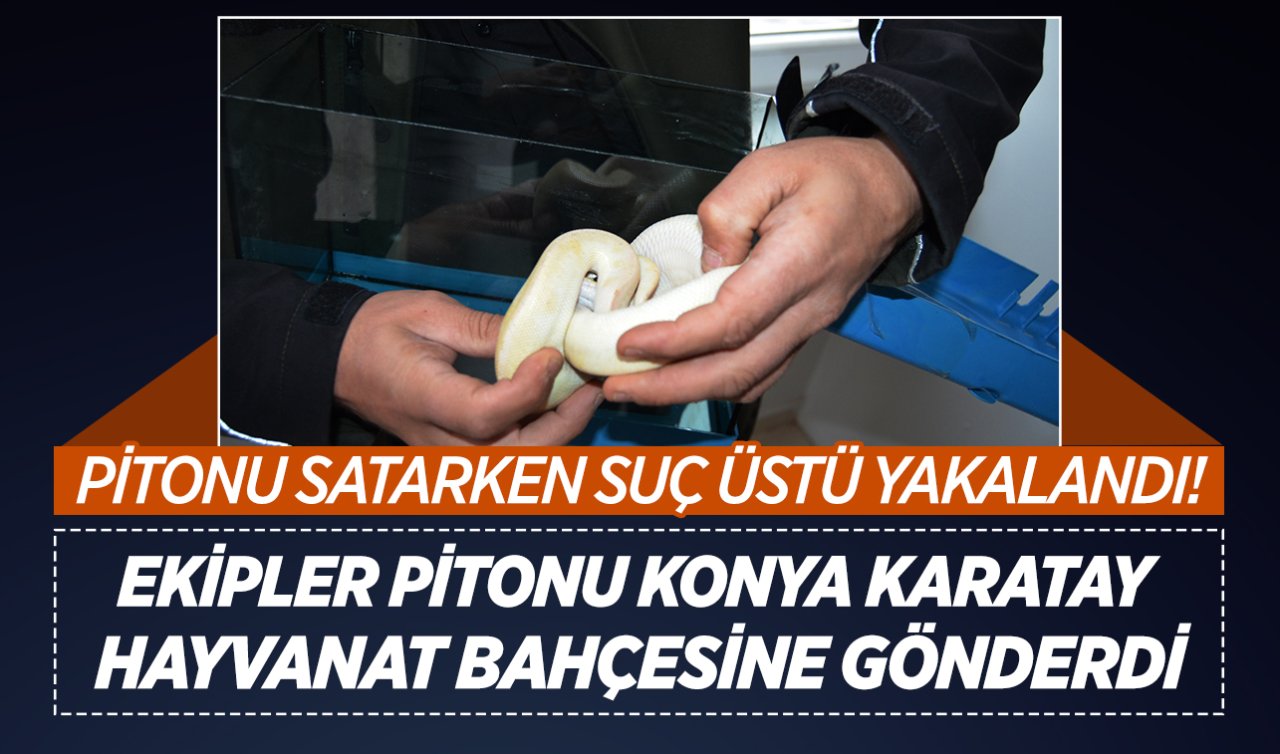 Pitonu satarken suçüstü yakalandı! Piton Konya Karatay Hayvanat Bahçesi’ne gönderildi