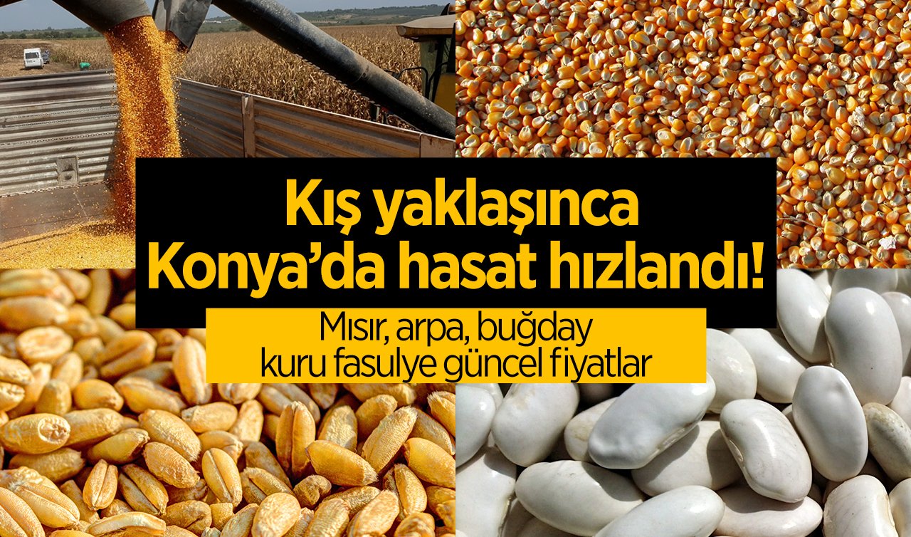 Kış yaklaşınca Konya’da hasat hızlandı! Mısır, arpa, buğday, kuru fasulye güncel fiyatlar