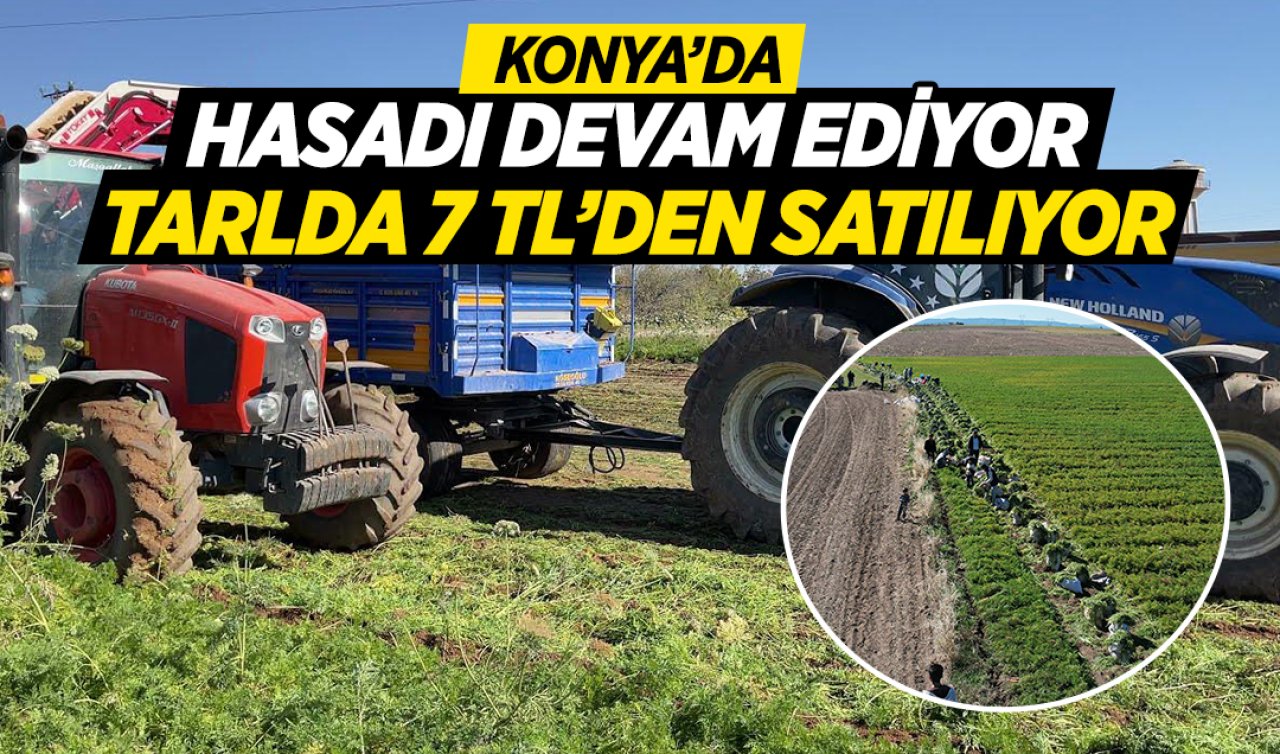 Konya’da hasadı devam ediyor! Tarlada fiyatı 7 lira dönümden 20 ton veriyor