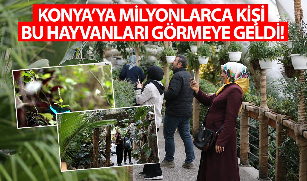 Ankara, Antalya, Afyon, Karaman, Niğde ve Kayseri’den bu hayvanları görmek için Konya’ya geliyorlar!