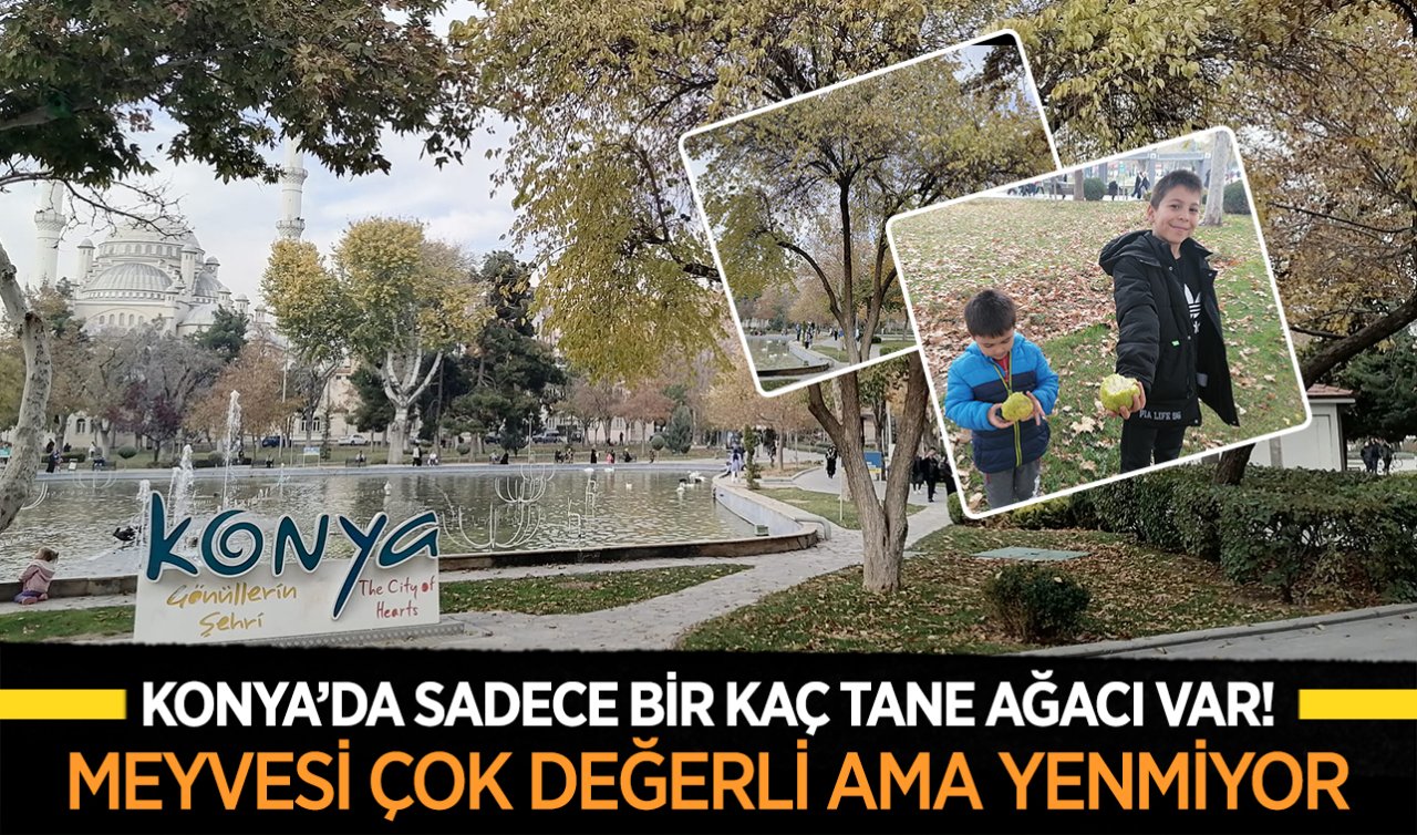 Konya’da sadece birkaç tane ağacı var! Meyvesi çok değerli ama yenmiyor