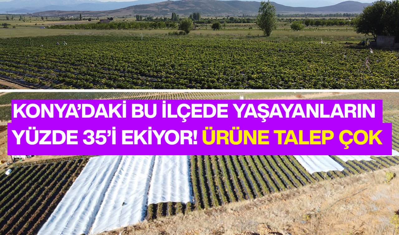 Konya’da 15 bin nüfuslu ilçenin kaderini değiştiren ürün! Büyük ülkelerden talep görüyor