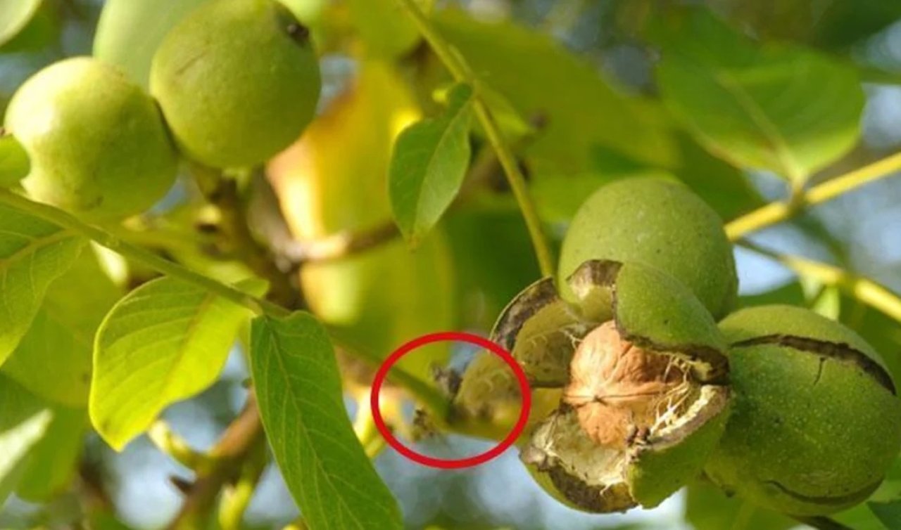 Ceviz ağacının altında oturmak bakın nelere sebep oluyormuş? ŞOK olacaksınız 