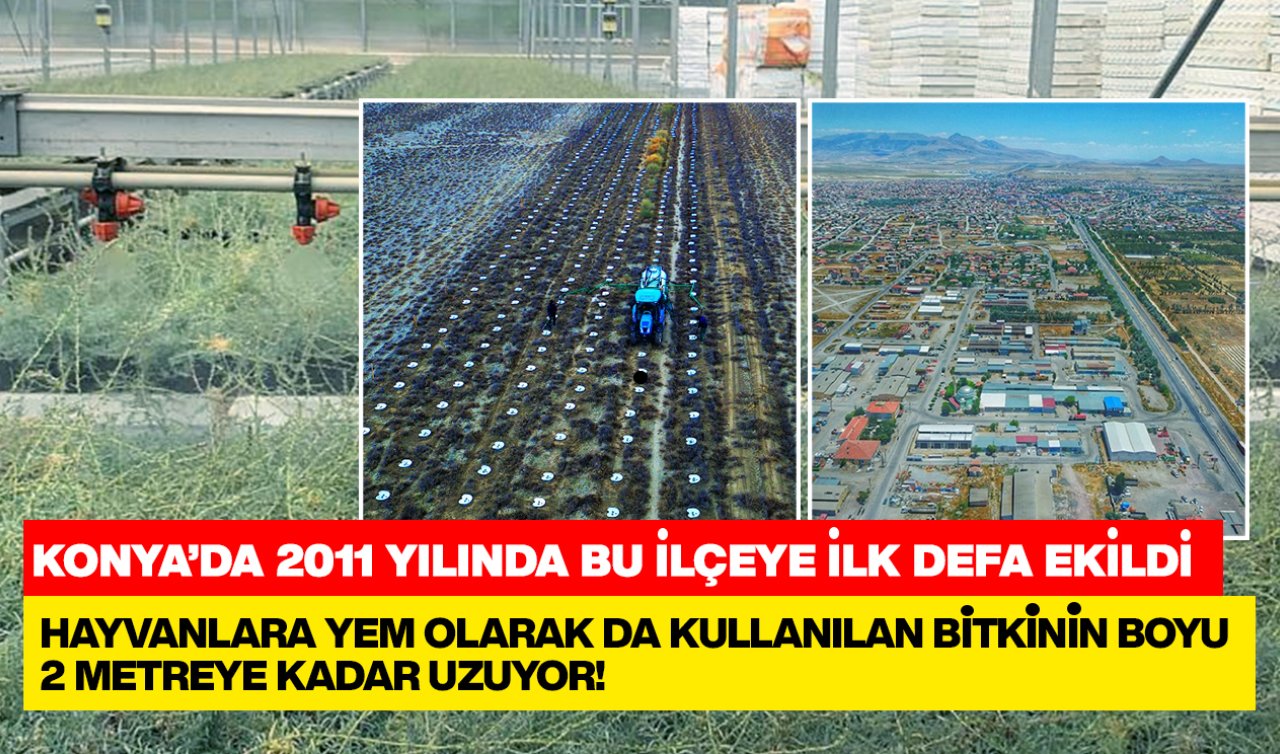 Konya’daki bu ilçeye ilk defa 2011 yılında ekildi! Can suyu dışında su istemiyor ve boyu 2 metreye kadar uzuyor