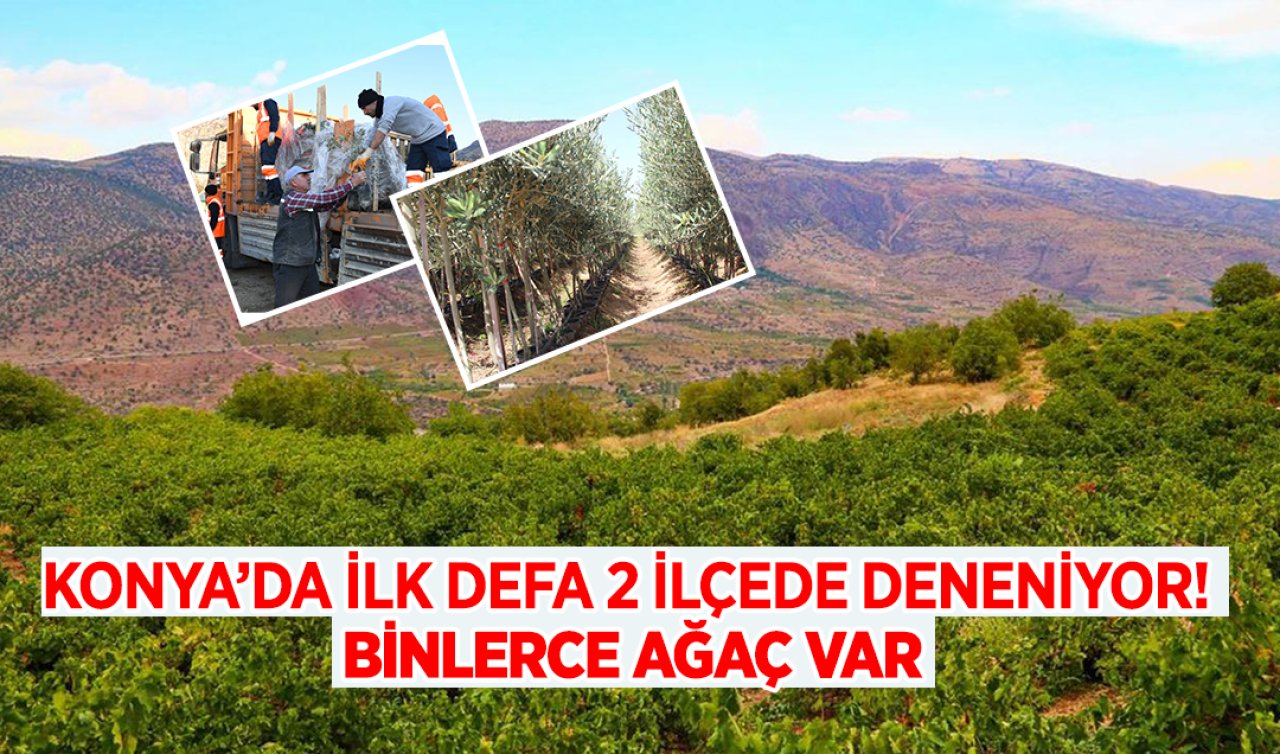 Konya’da ilk defa 2 ilçede deneniyor! Binlerce ağaç var