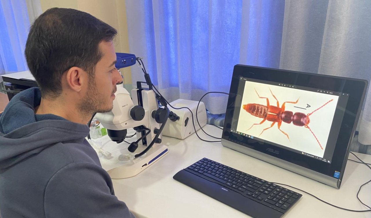 Yeni bir böcek türü keşfedildi!