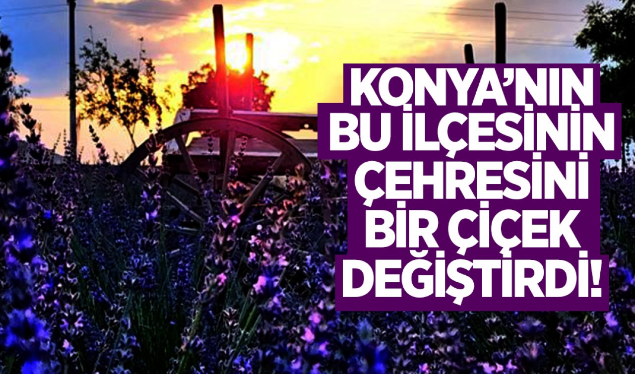 Konya’nın bu ilçesinin çehresini bir çiçek değiştirdi!