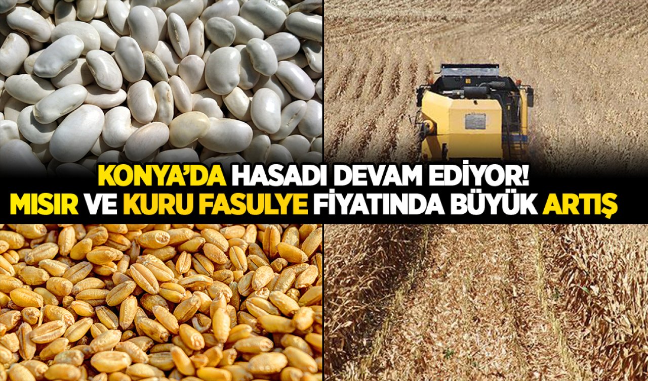 Konya’da hasat devam ediyor! Mısır ve kuru fasulye fiyatında büyük artış  