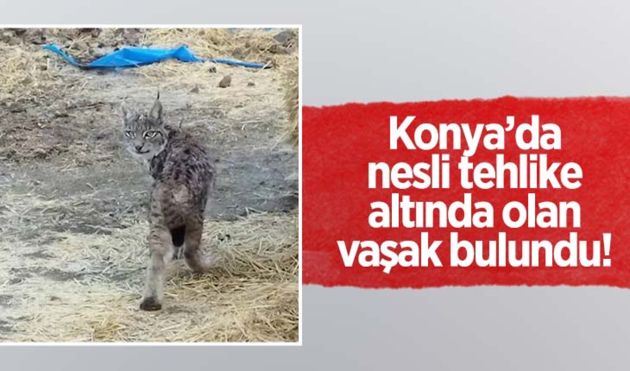 Konya’da vaşak yakalandı!