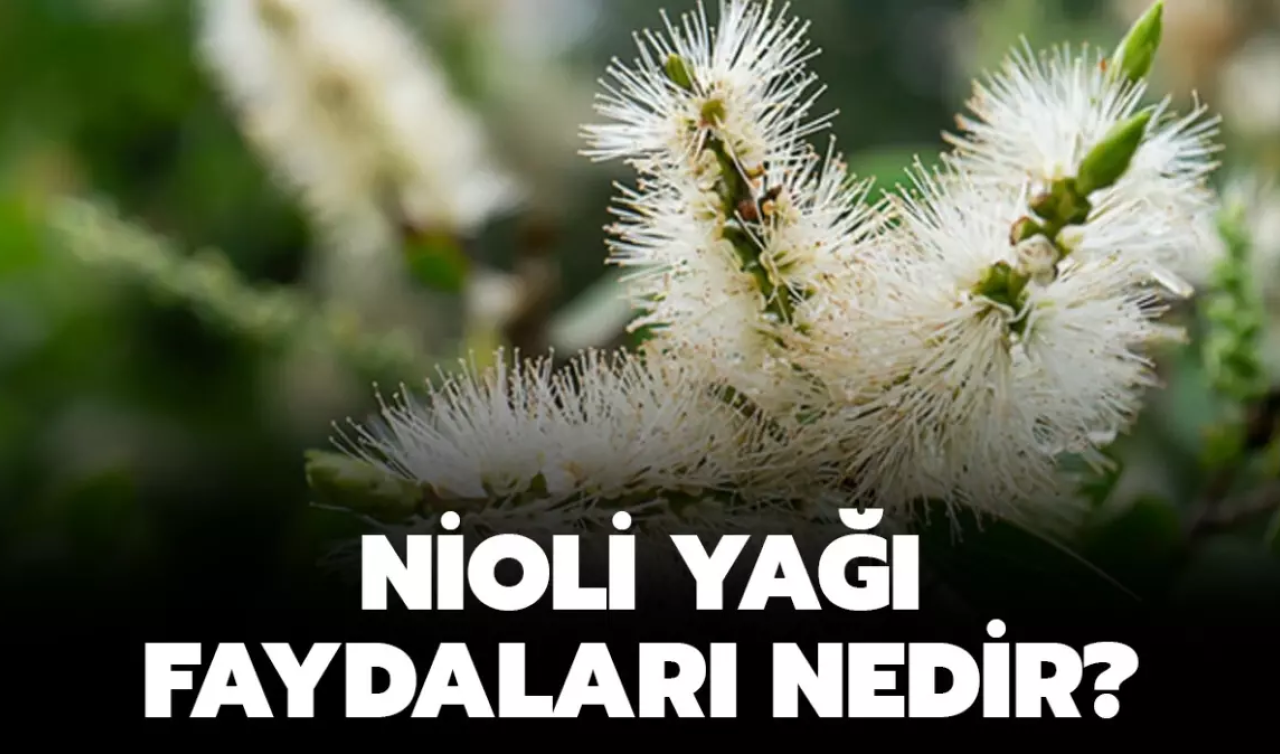  Nioli Yağı Nedir? Nioli Yağının Faydaları Nelerdir?