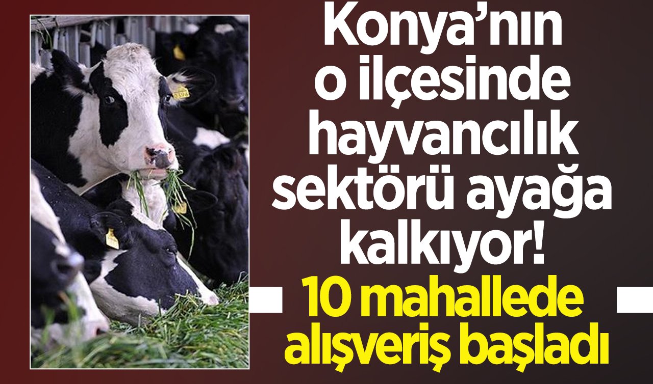 Konya’nın o ilçesinde hayvancılık sektörü ayağa kalkıyor! 10 mahallede alışveriş başladı