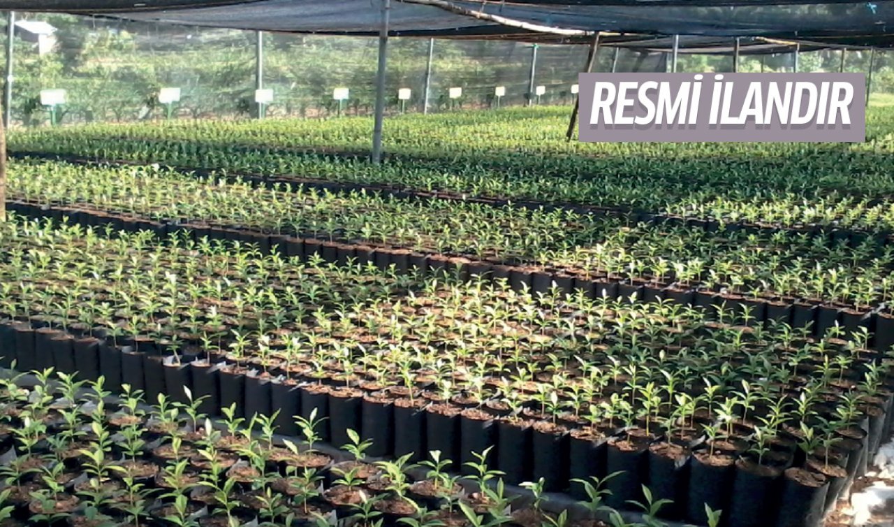 Fidan üretim ve bakım çalışmaları hizmeti alınacak