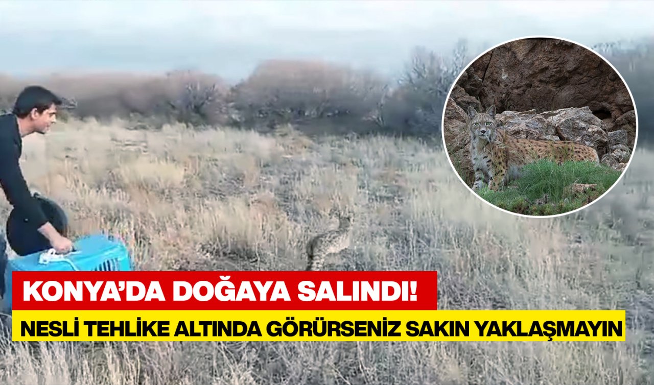 Konya’da doğal ortamına geri döndü! Keskin dişleri var boyu 75 santimetreye kadar uzuyor