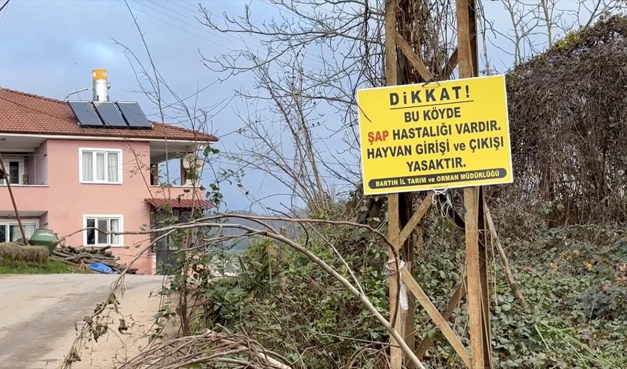 12 köyde şap karantinası