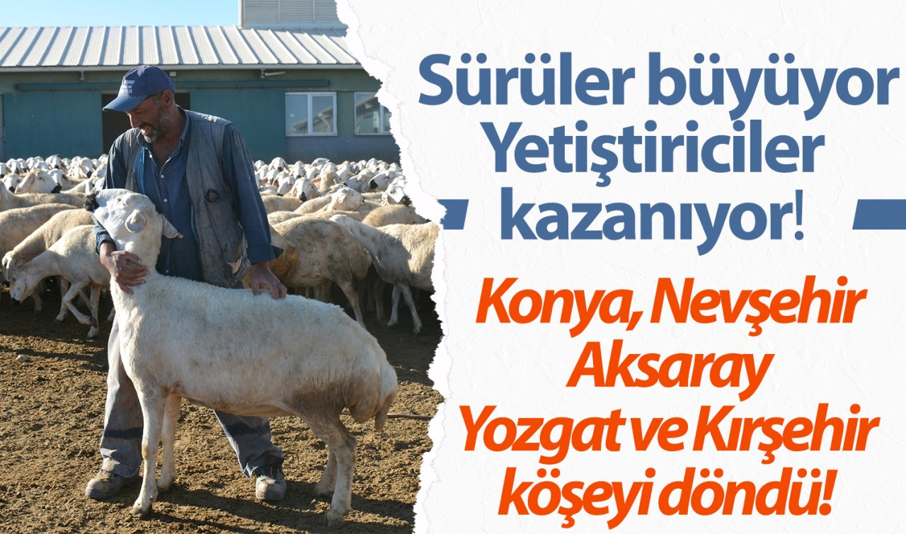 Konya, Nevşehir, Aksaray, Yozgat ve Kırşehir köşeyi döndü!  Sürüler büyüyor, yetiştiriciler kazanıyor! 