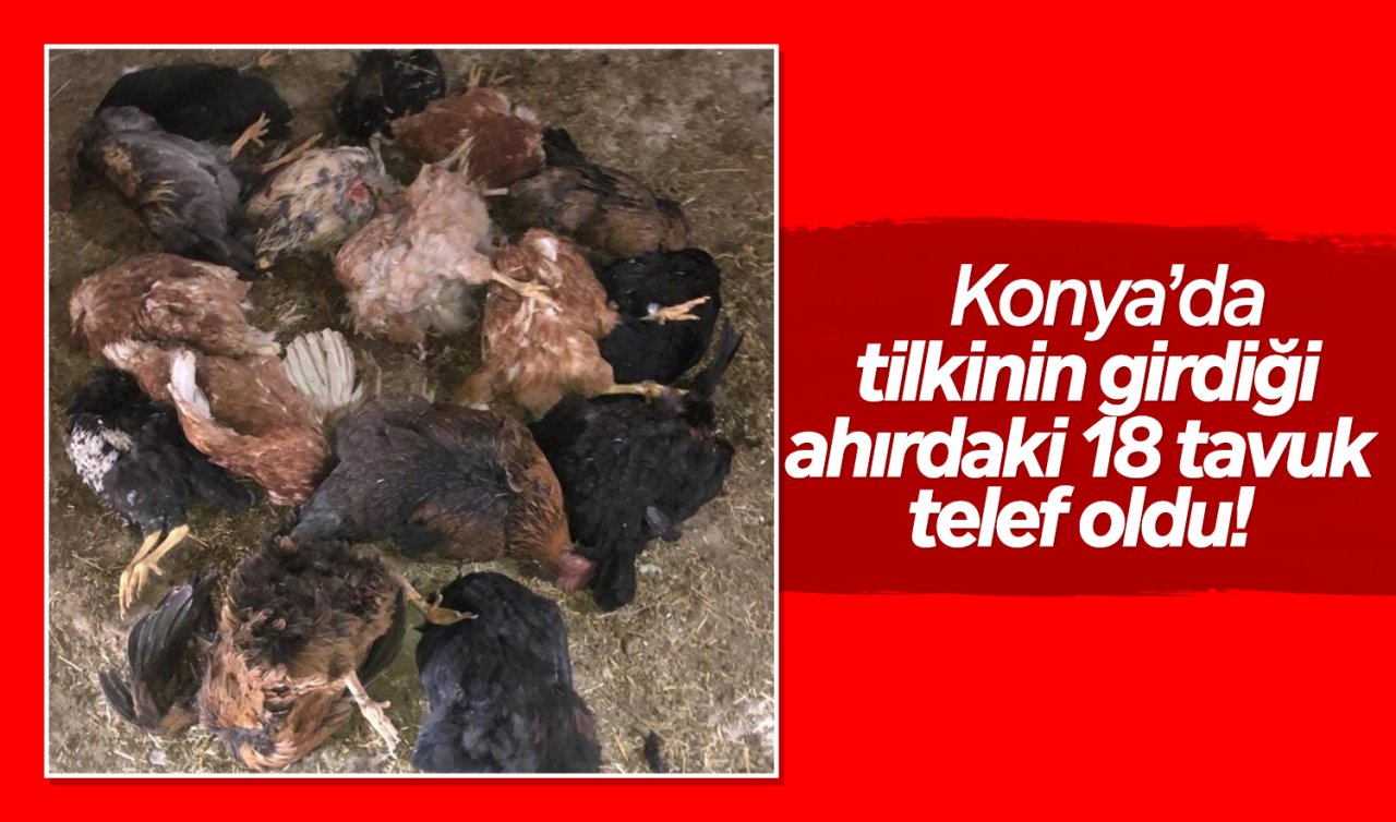 Konya’da tilkinin girdiği ahırdaki 18 tavuk telef oldu