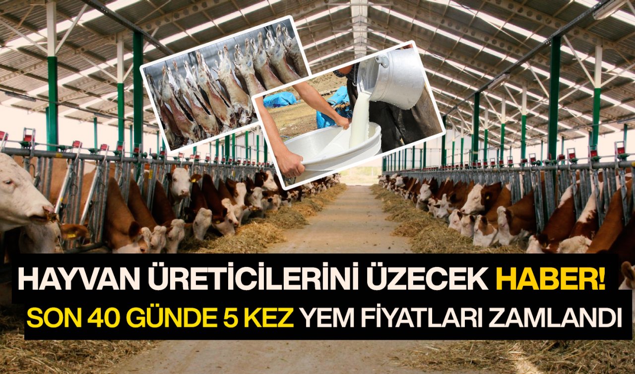 Yem fiyatlarında artış devam ediyor! Et ve süt fiyatlarına zam yolda
