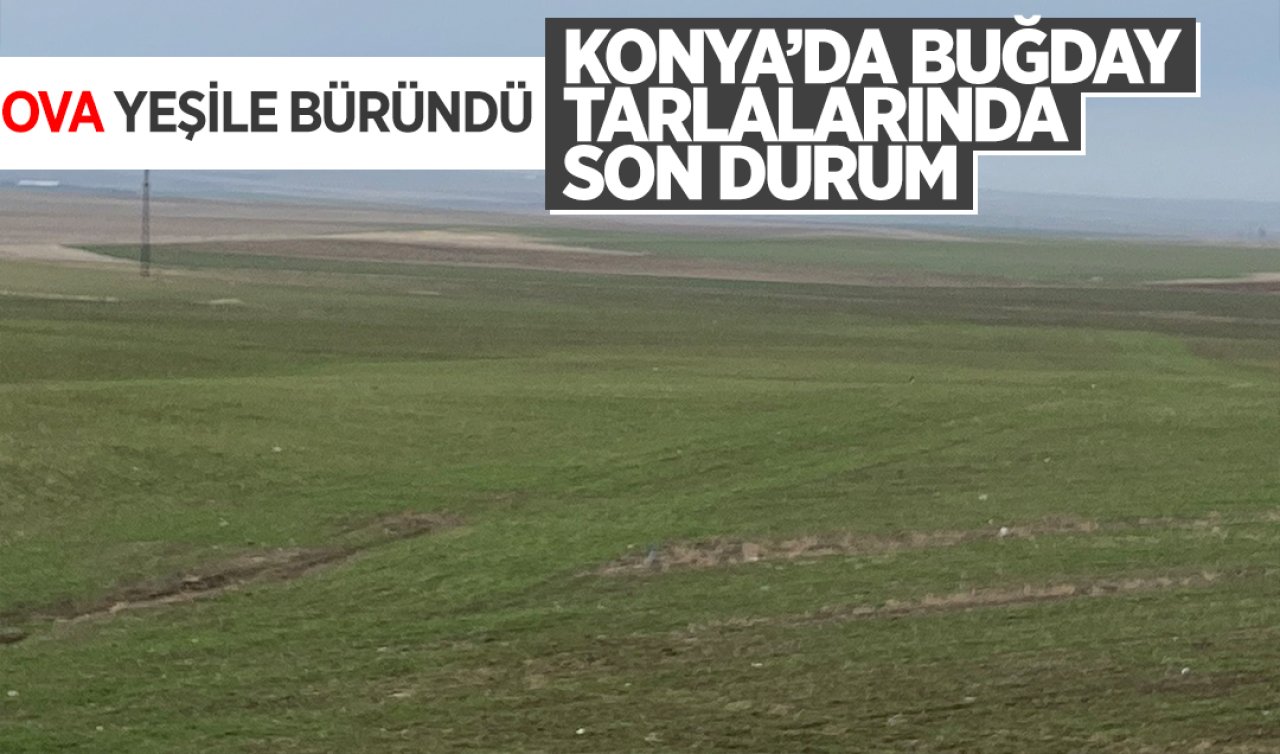 Konya’da buğday tarlalarında son durum! Ova yeşile büründü