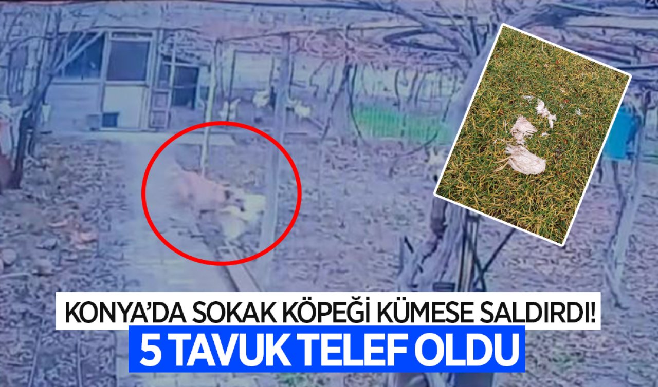 Konya’da sokak köpeği kümesi hedef aldı! 5 tavuk telef oldu