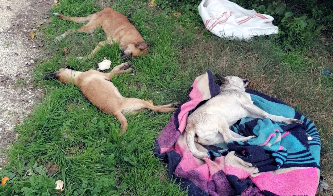 10 köpek zehirlenmiş olarak ölü bulundu!