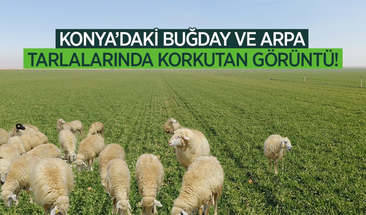 Konya’daki buğday ve arpa tarlalarında korkutan görüntü!