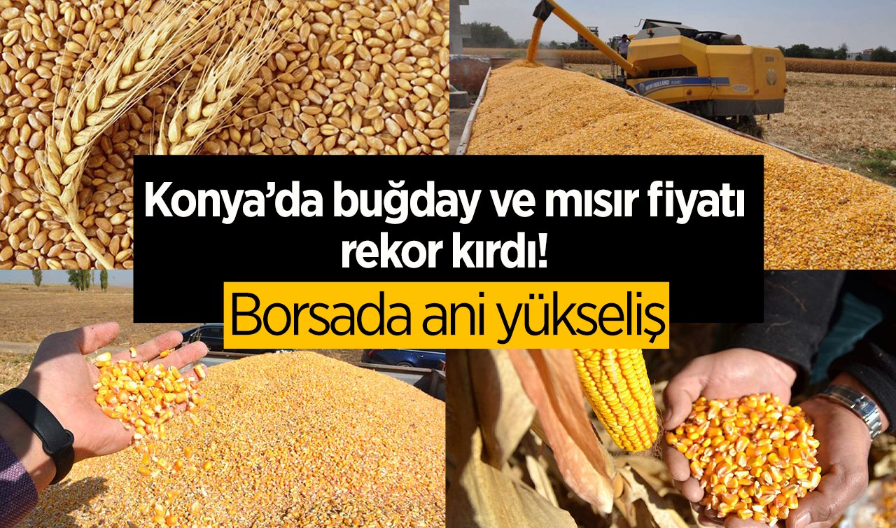Konya’da buğday ve mısır fiyatı rekor kırdı! Borsada ani yükseliş